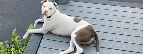 Celebrating Oliver: Rescue Dog Inspires Flatware and Giving Back