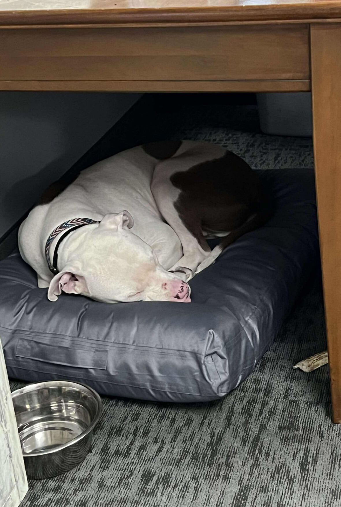 Oliver sleeping under the desk