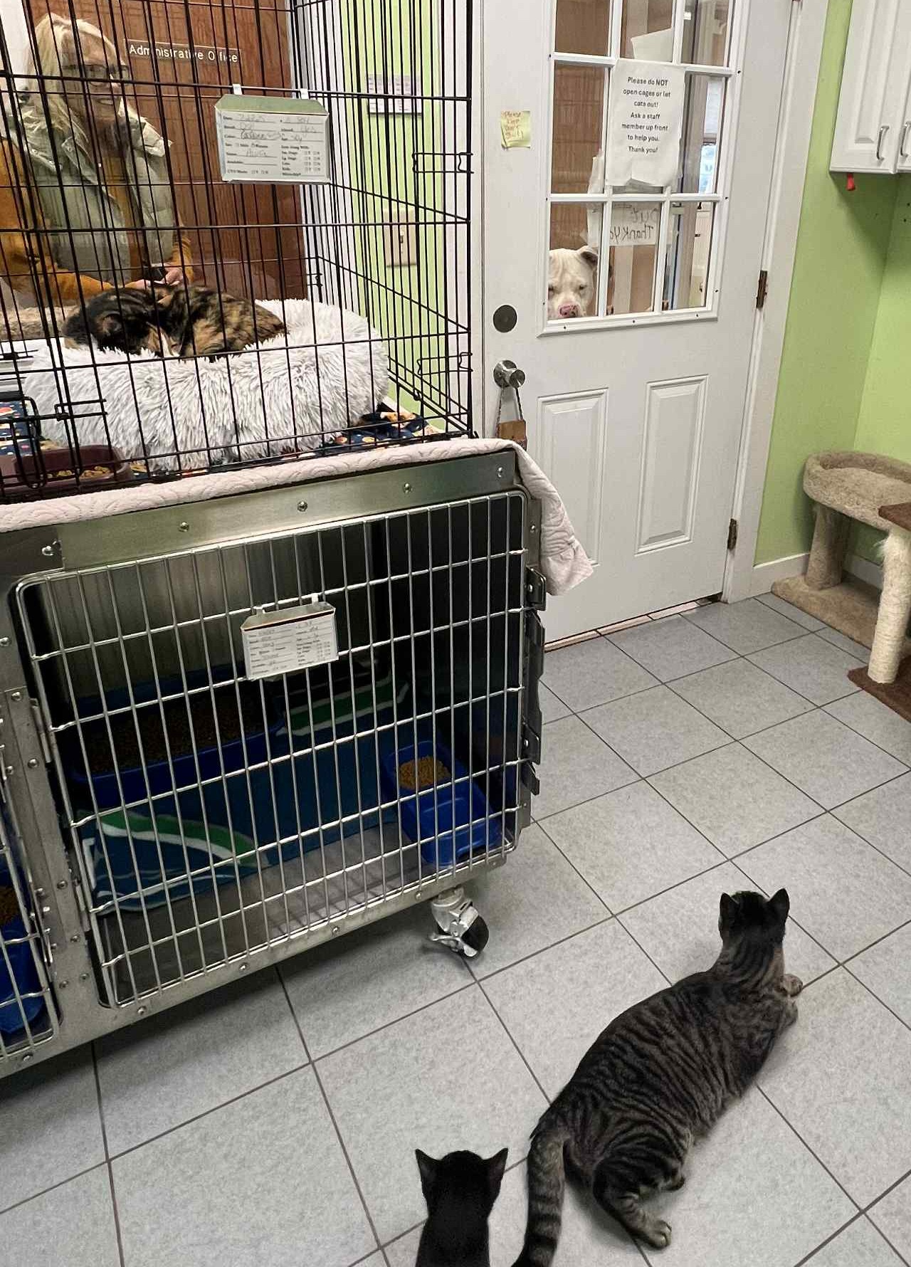 Oliver peeking in the Cat Rescue Room at Anita's.