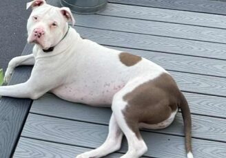 Oliver lounging outdoors