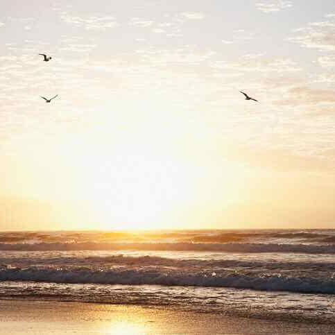 beach at sunrise with gulls flying overhead